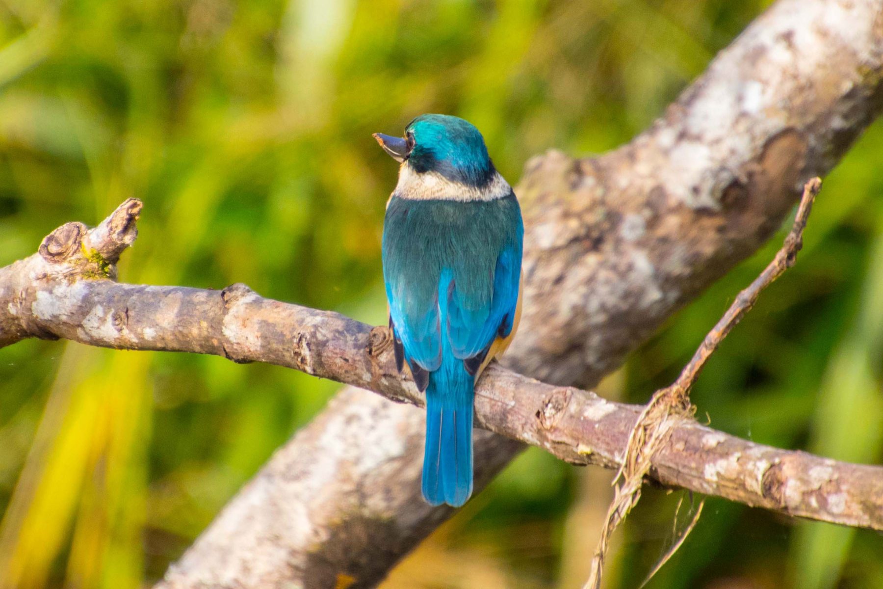 bright blue kingfisher spotted on innsifail crocodile cruise