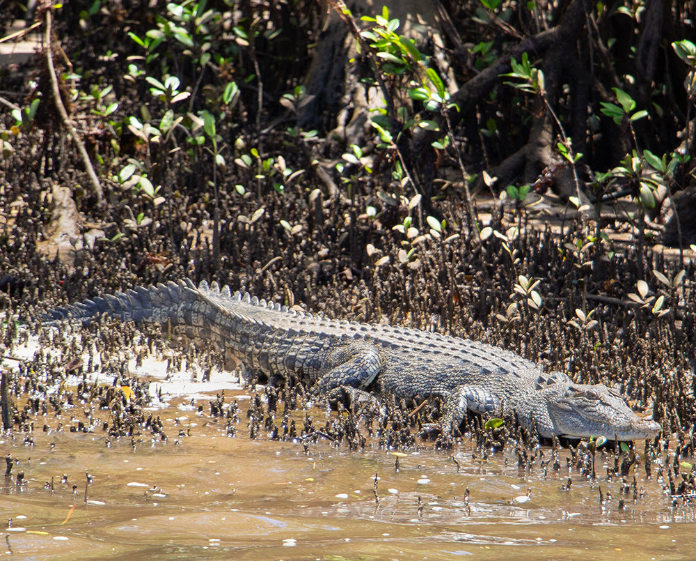 wild saltwater crocodile johnstone river wooroonooran safaris
