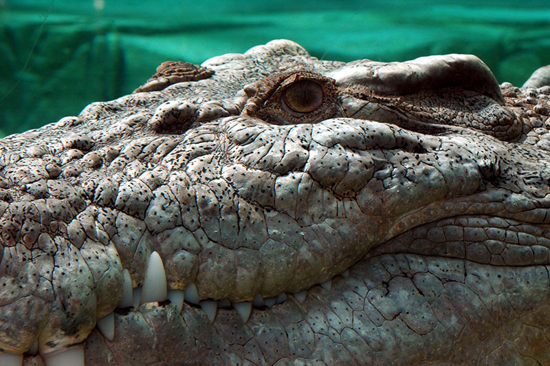 close up of estaurine crocodile cairns
