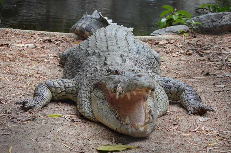 facts about estaurine crocodiles saltwater crocodiles