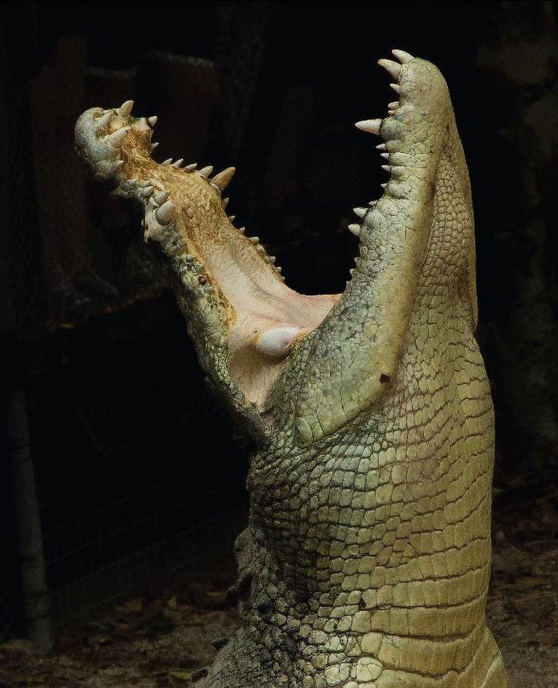 jumping crocodile cairns wildlife habitat port douglas