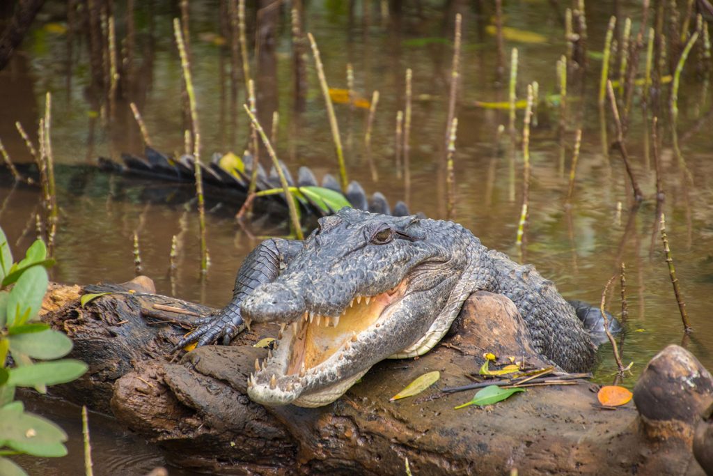 wild estaurine crocodile on snapping tours innisfail crocodile cruise